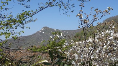 P5112257.jpg (454.01 KiB) 閲覧された回数 9288 回 タムシバと願教寺山