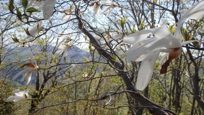 P5112341.jpg (458.33 KiB) 閲覧された回数 9288 回 タムシバ