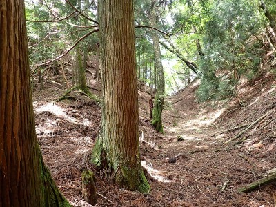 スギの大木より請取峠（奈良県側）