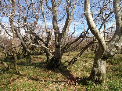 演技力豊かなブナたち