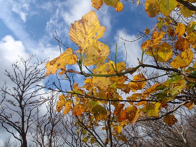青空と黄葉と白い雲