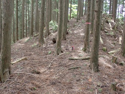 高低差の無い牛道とテープのある破線道
