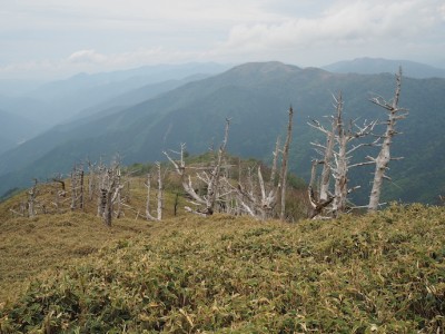 白骨木の尾根.JPG