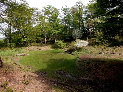5/27シロヤシオが残っててくれた池木屋山の池