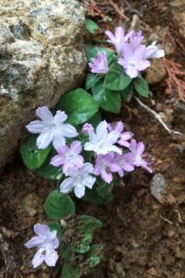 斜面にひっそりと咲くイナモリソウ