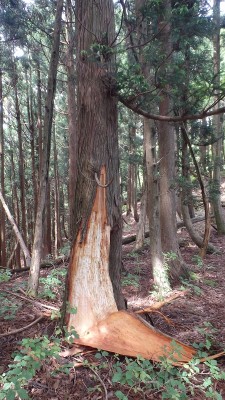 P6252433.jpg (464.13 KiB) 閲覧された回数 3753 回 熊剥ぎ