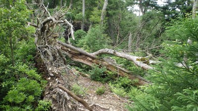 P6252431.jpg (551.54 KiB) 閲覧された回数 3753 回 尾根の倒木