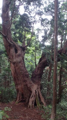 P6252473.jpg (423.52 KiB) 閲覧された回数 3754 回 奇樹怪木