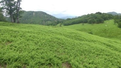 明神平前山付近のミドリ