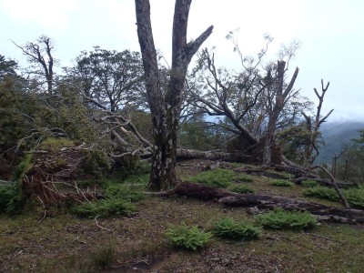 2011年9月台風１２号直後の盆栽平