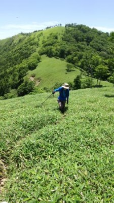 笹原の稜線を彷徨う