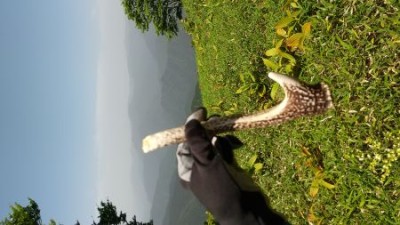 また拾った鹿のツノ