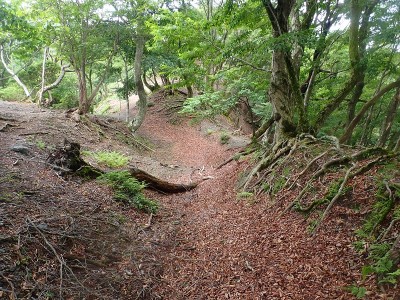 県境稜線の牛道