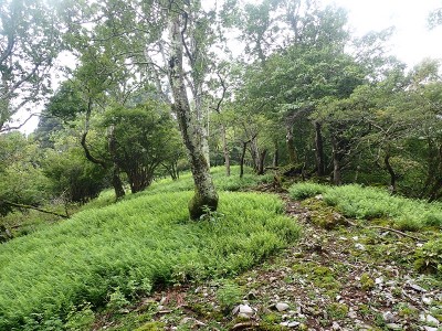 P7150056.JPG (398.3 KiB) 閲覧された回数 5040 回 ツヅラ尾