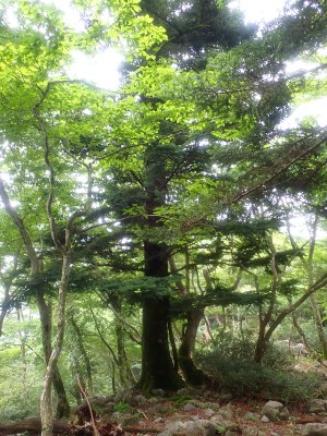 目印のモミの木