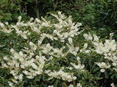 P7210008.jpg (117.72 KiB) 閲覧された回数 4404 回 リョウブの花