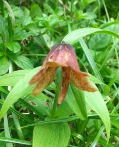 この日に一輪だけ咲いていたクロユリ