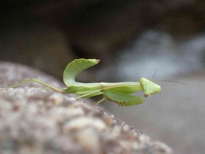 P8020030.jpg (31.7 KiB) 閲覧された回数 5997 回 ハラビロカマキリ?