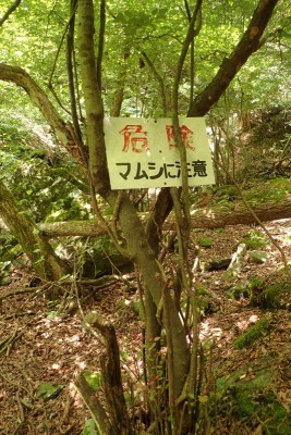 この日は小マムちゃん2匹に遭遇