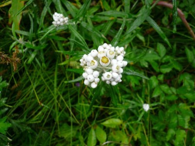 ヤマハハコ　エーデルワイスの仲間？