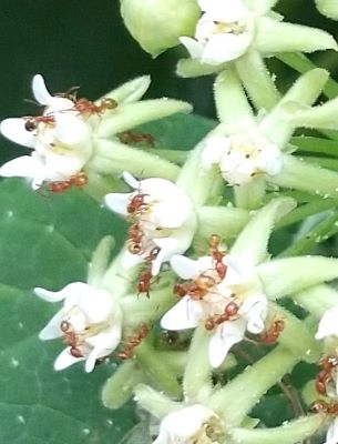 よく見るとアリがいっぱいいる