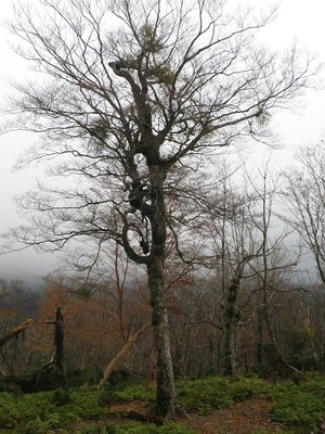 ヤドリギにとりつかれたブナ