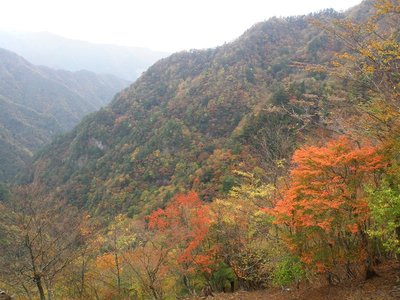 １０日程前の紅葉はこんな。