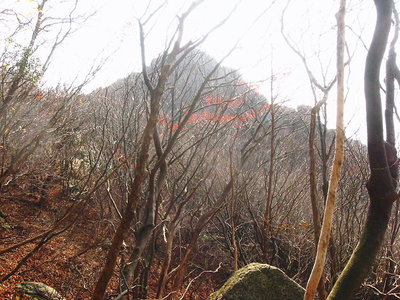 ● 馬の背岩が見える、雑木中のランチ場だよ