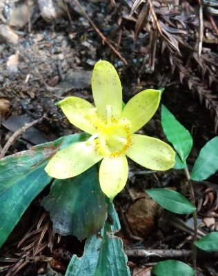 チャボホトトギス