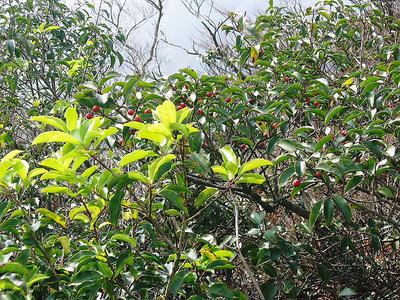 ● この赤い実のなる雑木は、ウメもどきなんですよね。実りの歌詞で話題になってるのサ