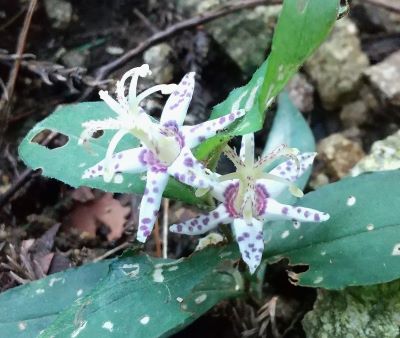 三峰に咲くヤマジノホトトギス