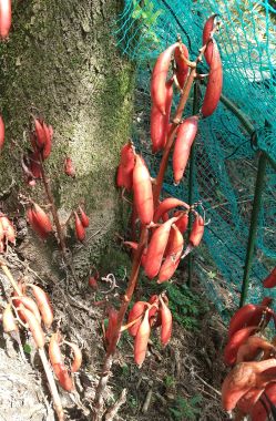 絶滅危惧種のツチアケビ