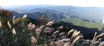 局ヶ岳山頂のススキ