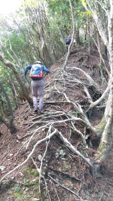 山抜けした痩せ尾根