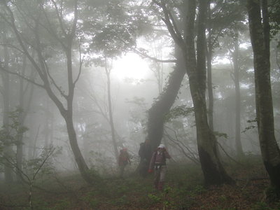 P806m付近のブナ林