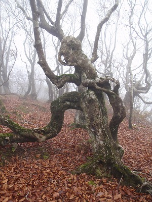 こんなスケルトンブナも