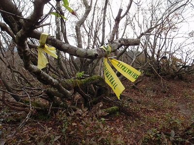 高島トレイルの黄色リボン