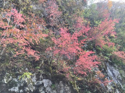 IMG_1790.jpg (771.35 KiB) 閲覧された回数 1523 回 権現谷の紅葉