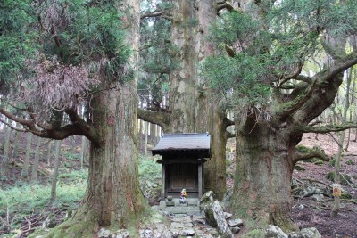 IMG_0875.jpg (638.99 KiB) 閲覧された回数 3461 回 保月の地蔵杉