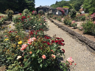 IMG_1886.jpg (778.22 KiB) 閲覧された回数 2558 回 南部丘陵公園 今年5月