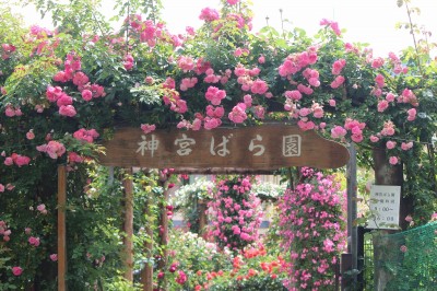 IMG_6849.jpg (377.93 KiB) 閲覧された回数 2775 回 神宮バラ園 伊勢神宮の前にあります ここには皇族の名前のついたバラが揃っています プリンセスミチコ、プリンセスマサコ、プリンセスアイコ、プリンセスチチブ、などなど