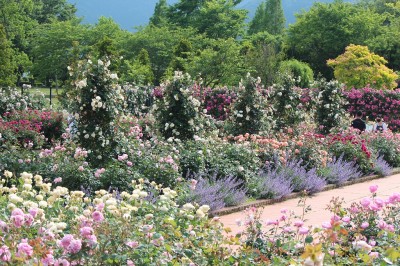 IMG_6935.jpg (497.19 KiB) 閲覧された回数 2775 回 松阪農業公園 ベルファーム