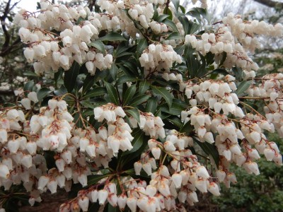 これは「アセビ」で良いんですよね