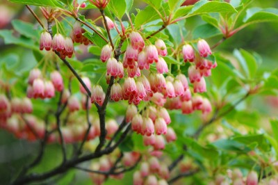 IMG_2704.jpg (549.38 KiB) 閲覧された回数 2466 回 更紗満天星