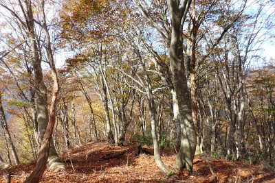 思わず引き込まれそうな西尾根方面