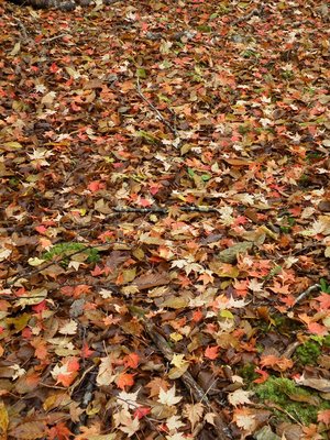 秋は去っちまっただ。