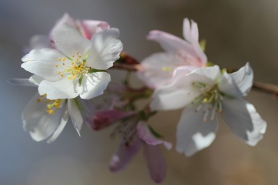 IMG_0384.jpg (115.55 KiB) 閲覧された回数 49067 回 四季桜