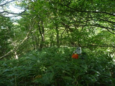 上部はこんな<br />上部はこんな感じです