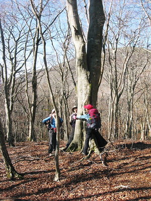 ● 七人ブナは二抱えあるよ