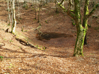 IMG_4457.jpg (643.8 KiB) 閲覧された回数 7511 回 秋の迷い池